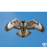 گونه سارگپه استپی Common Buzzard